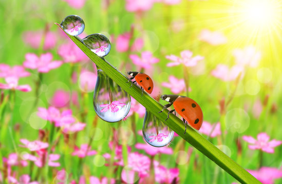 Fresh green grass with dew drops and ladybugs closeup. Nature Background.
