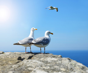 Fototapeta na wymiar Two Seagull standing on his feet. In the background sea.