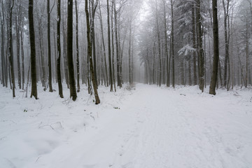 Winterwald im Harz bei Stolberg, Sachsen-Anhalt in Deutschland 