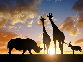 Silhouette of a Rhino with Giraffes and antelope at sunset