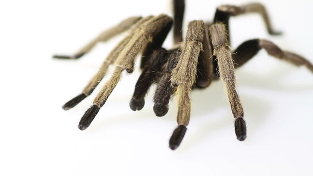 Thailand Golden Fringed tarantula male adult on white background
