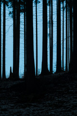 Wald im Harz bei Altenbrak bei Nacht, Sachsen-Anhalt in Deutschland