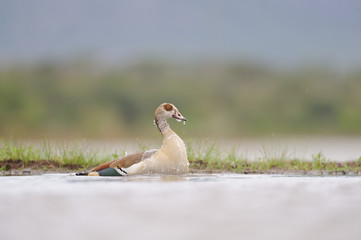 Egyptian goose Displaying ritual pairing behaviours. 