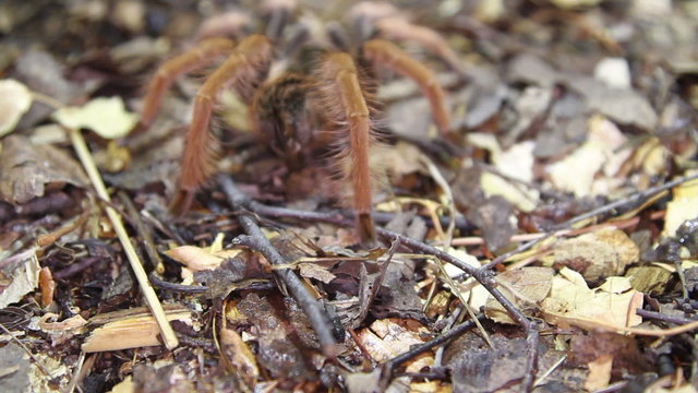 Colombian Giant Red-leg Tarantula (Megaphobema robustum)
