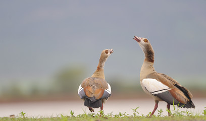 Egyptian goose Displaying ritual pairing behaviors. 