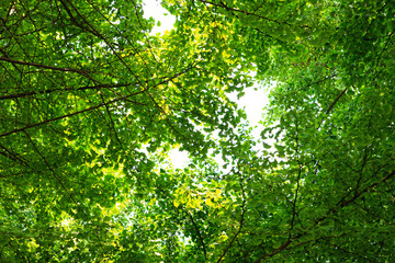 Fototapeta na wymiar Fresh green tree in forest. 