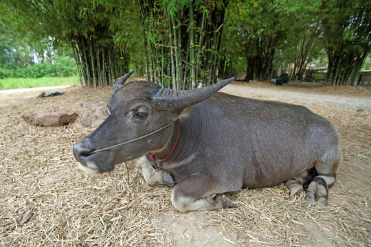 Asian Water Buffalo Or Bubalus Bubalis