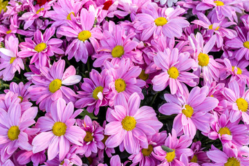 Bouquets of blossom purple Chrysanthemum flowers - selective focus, copy space