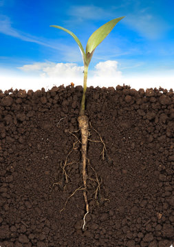 young plant with exposed roots in soil and blue sky