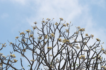 Frangipani tree (Plumeria) against a blue sky in Thailand