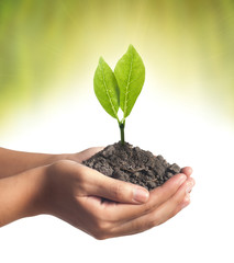 plant in the hand on green background
