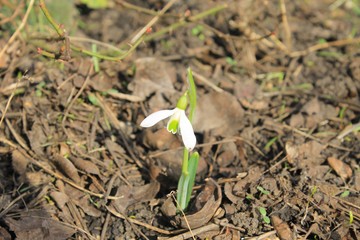 White snowdrop