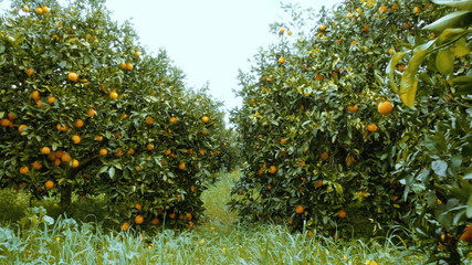 4K orange grove track in steadicam walking.Clips from an organic growth orangery in southern Greece