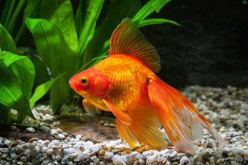 Obraz premium Fish. Goldfish in aquarium with green plants, and stones