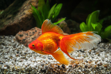 Fototapeta premium Fish. Goldfish in aquarium with green plants, and stones