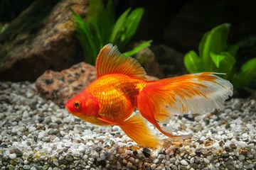 Fotobehang Fish. Goldfish in aquarium with green plants, and stones © dionoanomalia