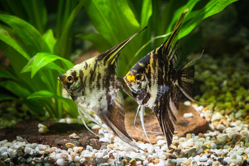 Fototapeta na wymiar Fish. Angelfish in aquarium with green plants, and stones