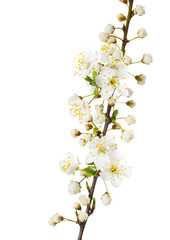 Branch in blossom isolated on white. Cherry plum