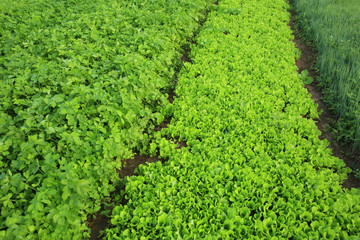 variety vegetable in growth at vegetable garden