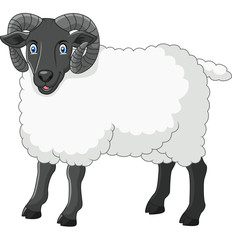 Cartoon funny sheep posing isolated on white background