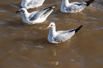 Floating migrant seagull 