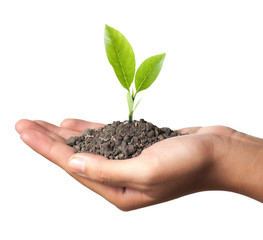 plant in the hand on green background