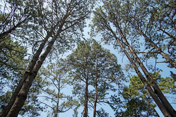 green pine tree forest