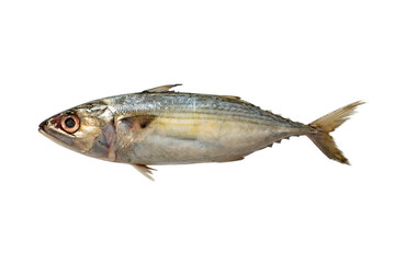 Fresh Fish isolated on white background