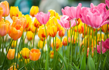 Yellow, pink, orange fresh tulips with green leafs, Netherlands