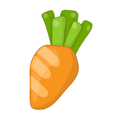 Carrot isolated illustration