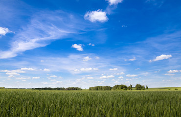 Deep blue sky with white clouds over the green wheat field