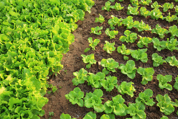 green lettuce crops in growth at vegetable garden
