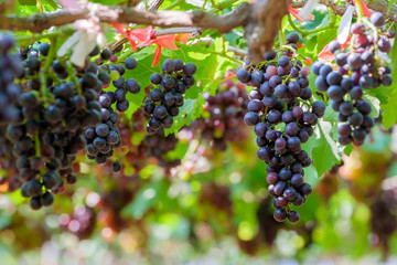 Grapes