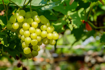 Grapes