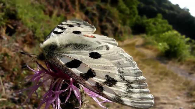 Apollofalter bei Valwig im Moseltal