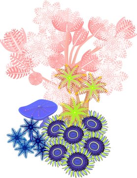Clavularia, pumping xenia, zoanthus - soft coral