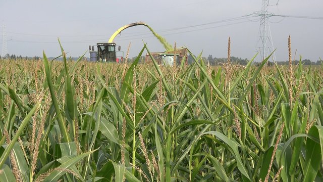harvester cut maize plantation for silage in agriculture farm. Static shot. 4K
