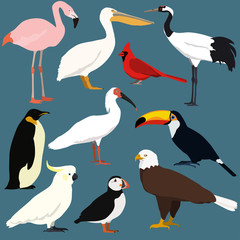 Cartoon birds collection. Different species of birds vector set.
