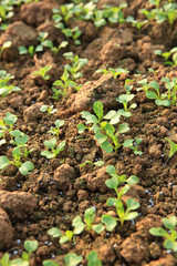 green vegetable plants in growth at garden