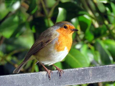 Robin perched on a railing at Sewerby Park, Bridlington, East Yorkshire UK