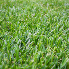 Green grass background