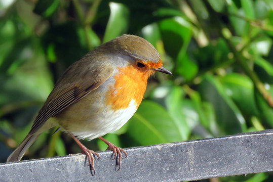Robin perched on a railing at Sewerby Park, Bridlington, East Yorkshire UK
