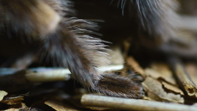 close-up leg Mexican Redknee Tarantula (Brachypelma smithi)
