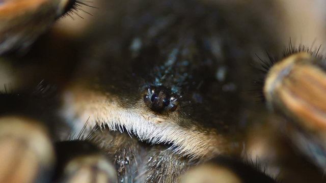 close-up Mexican Redknee Tarantula (Brachypelma smithi)
