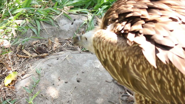 Vulture Bird Walkin on the Ground