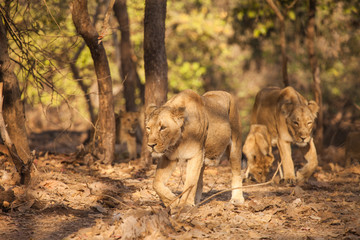 Naklejka premium asistic lion