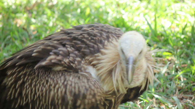 Griffon on the Grass