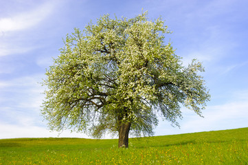 Fototapeta na wymiar Einzelner Apfelbaum in Blüte