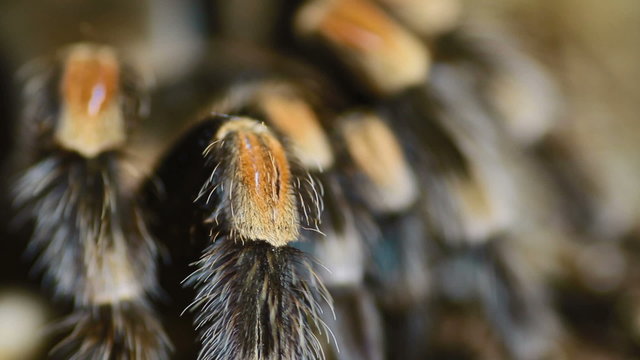 close-up leg Mexican Redknee Tarantula (Brachypelma smithi)
