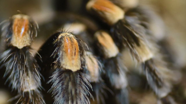 close-up leg Mexican Redknee Tarantula (Brachypelma smithi)
